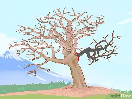 Image titled Prune Old Apple Trees Step 7