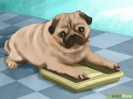 Image titled Buy a Puppy Crate Step 2