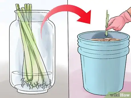 Image titled Cultivate Lemongrass Step 6