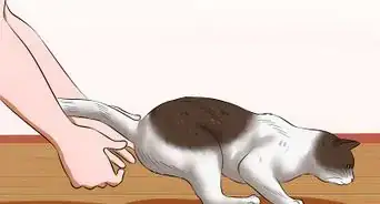 Bathe Your Cat With a Damp Towel