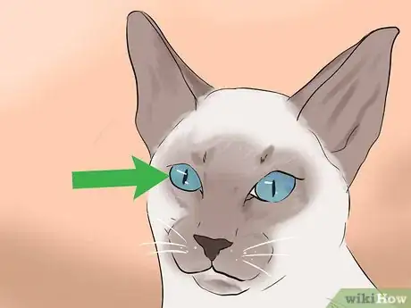 Image titled Identify a Javanese Cat Step 4