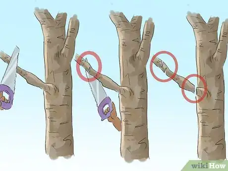 Image titled Prune a Magnolia Tree Step 6