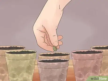 Image titled Grow Chickpeas Step 3