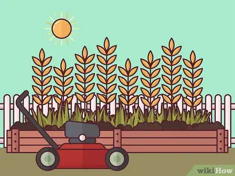 Image titled Harvest Barley Step 3