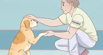 Train a Therapy Dog
