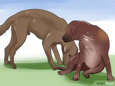 Image titled Get Dogs to Mate Step 12