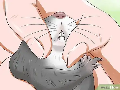 Image titled Treat Dental Problems in Gerbils Step 1