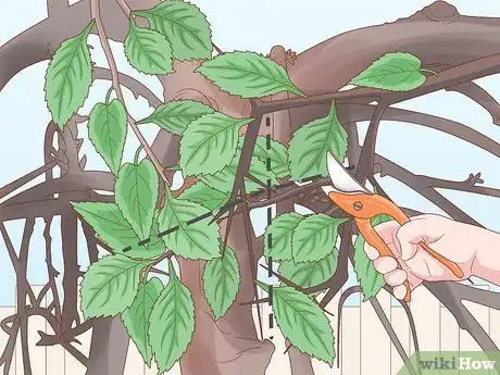 Image titled Trim Weeping Cherry Step 4