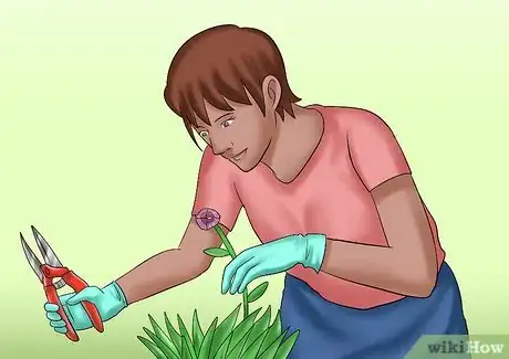 Image titled Cut from a Pansy Plant Step 10Bullet1