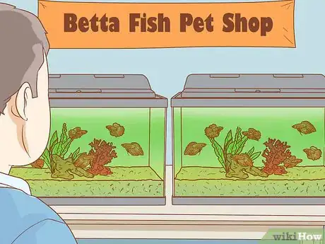 Image titled Help Pet Shop Bettas Step 1