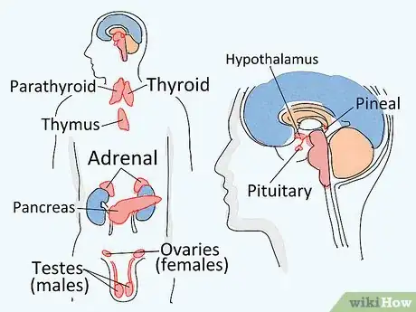 Image titled Study the Functions of Protein Hormones in Humans Step 2