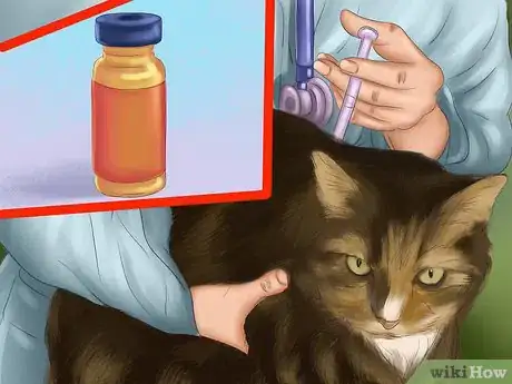 Image titled Spot Feline Diabetes Step 14