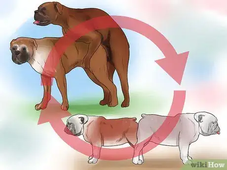 Image titled Get Dogs to Mate Step 26