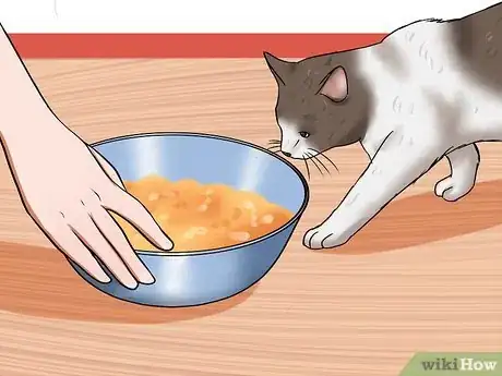 Image titled Get a Grumpy Cat to Like You Step 1