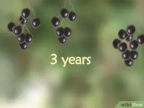 Image titled Grow an Olive Tree from a Pit Step 15