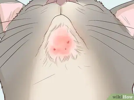 Image titled Treat Feline Acne Step 4