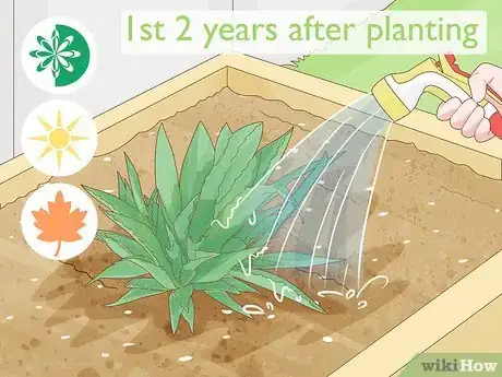 Image titled Grow Agave Plants Step 6
