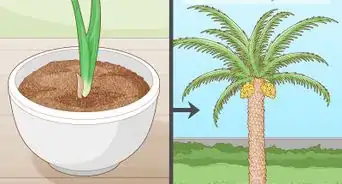 Grow Dates Indoors
