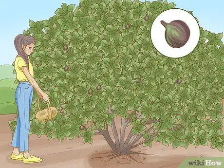 Image titled Grow Figs in Pots Step 14