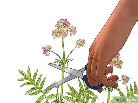 Image titled Grow Valerian Step 11