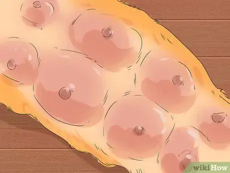 Image titled Promote Safe Whelping for Short Legged Dog Breeds Step 12