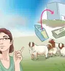 Start a Goat Farm
