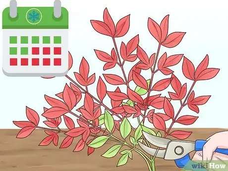 Image titled Prune Nandinas Step 1