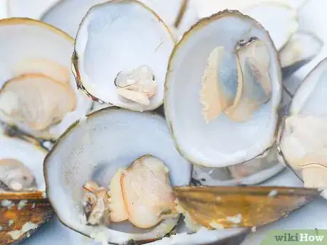 Image titled Steam Clams Step 5