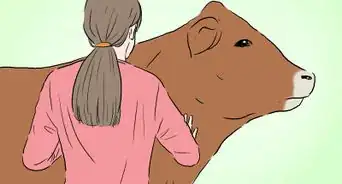 Identify Limousin Cattle