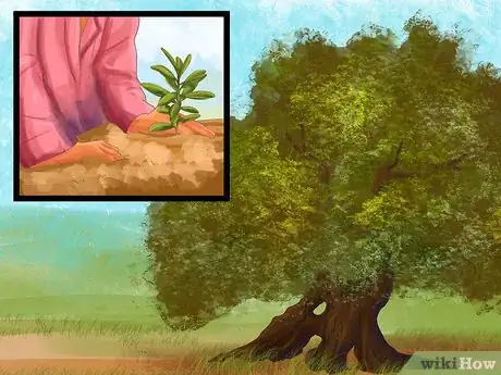 Image titled Grow Olives Step 4