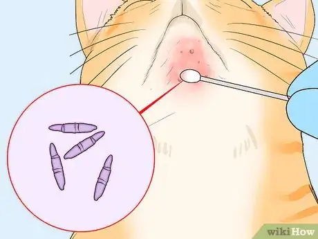 Image titled Treat Feline Acne Step 7