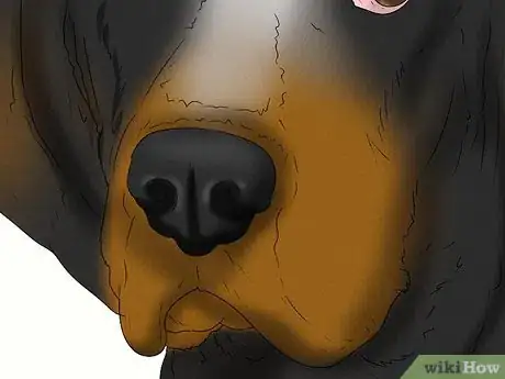 Image titled Identify a Bluetick Coonhound Step 5