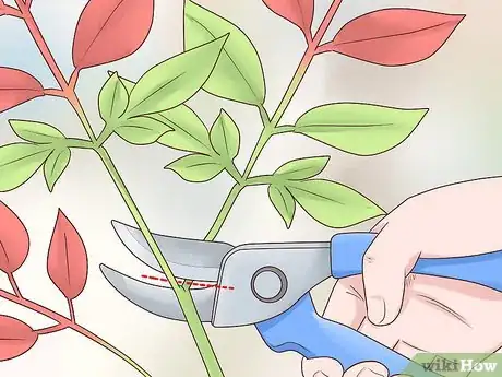 Image titled Prune Nandinas Step 7