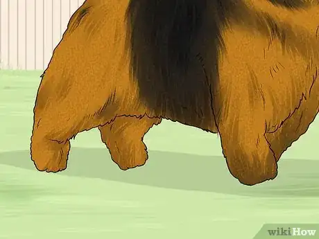 Image titled Identify a Norwich Terrier Step 7