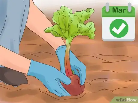 Image titled Divide Rhubarb Plants Step 9