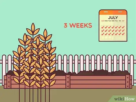 Image titled Harvest Barley Step 4