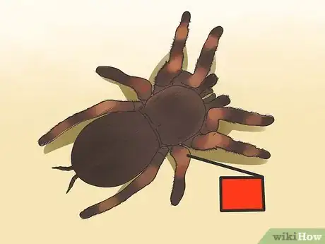 Image titled Identify a Tarantula Spider Step 3