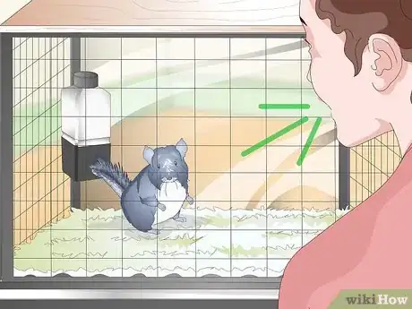 Image titled Help Your Chinchilla Adjust to its New Home Step 16