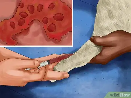 Image titled Perform Pre‐Breeding Health Checks for Dogs Step 10