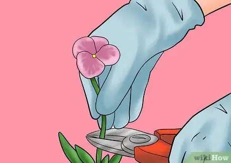 Image titled Cut from a Pansy Plant Step 2
