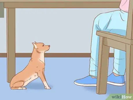 Image titled Prevent Your Chihuahua from Behaving Badly Step 7