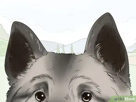 Image titled Identify a Norwegian Elkhound Step 4