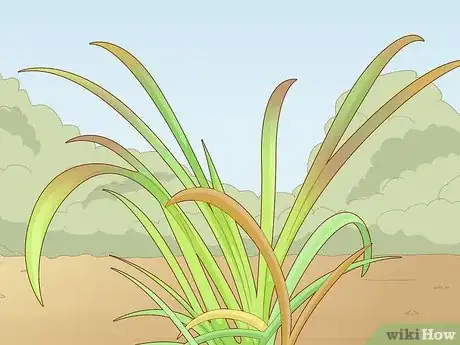 Image titled Plant Spider Lily Bulbs Step 12