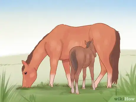 Image titled Wean a Foal Step 7