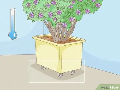 Image titled Care for a Purple Flower Potato Bush Step 6