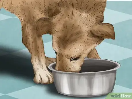 Image titled Keep a Mother Dog Healthy Postpartum Step 5