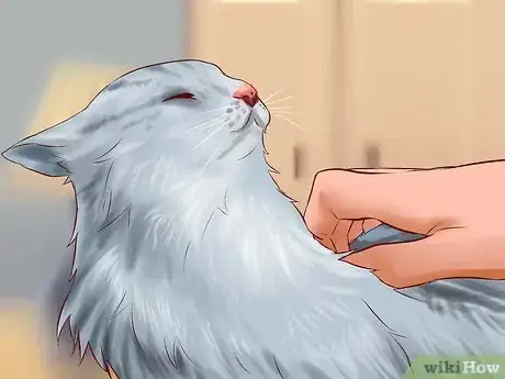 Image titled Care for American Longhair Cats Step 16
