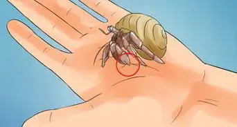 Care for Hermit Crabs