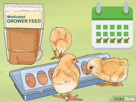 Image titled Feed Chicks Step 6