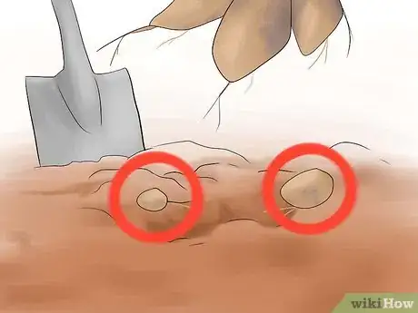 Image titled Grow Perennial Vegetables Step 15